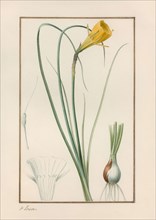 Petticoat daffodil (Narcissus bulbocodium).