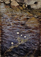 Pond Water Crowfoot, 1895.
