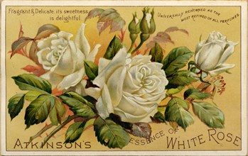 Atkinson?s Essence of White Rose, 19th century. Artist: Unknown