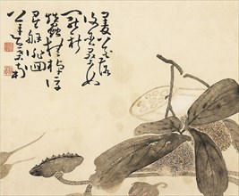 Painted album leaf - Lotus plant, 18th century. Artist: Huang Shen.