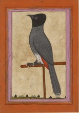 Red-vented Bulbul, early 19th century. Artist: Unknown.