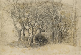 Study of Trees, Clovelly Park, 1834. Artist: Samuel Palmer.