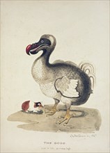 Study of a Dodo and a Guinea-pig, 1847. Artist: Charlotte Augusta Spencer-Churchill.