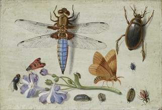 A Cockchafer, Beetle, Woodlice and other Insects, with a Sprig of Auricula, early 1650s. Artist: Jan van Kessel.