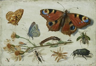 Three Butterflies, a Beetle and other Insects, with a Cutting of Ragwort, early 1650s. Artist: Jan van Kessel.
