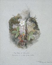 A Wild Strawberry Plant, 5-6 June 1873. Artist: John Ruskin.