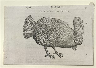 A Turkey, 16th or 17th century. Artist: Unknown.