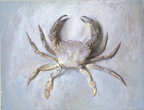 Study of a Velvet Crab, probably autumn 1870. Artist: John Ruskin.