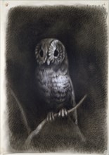 Owl, copied from a Photograph of Mantegna's Fresco, 1872 or earlier. Artist: Arthur Burgess.