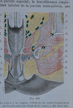 Vulva and vagina: a front sectional view of the pelvis which passes through the axis of the vagin?