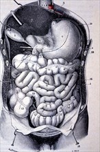 Segments of the colon seen together after resection of the anterior wall of the abdomen and thorax.