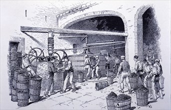 Detail of hand-presses at a winery, engraving, 1900.