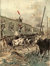 Spanish passenger train was, attacked by a herd of bulls in the province of Salamanca, engraving ?