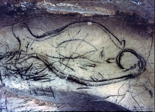 Zoomorphic cave painting from the Upper Paleolithic on the rock of La Pileta cave (Benaoján, Mála?