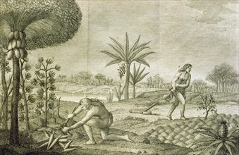 Several vegetable crops of the Indians living in the Orinoco and Amazon (Marañon), 1780 Italian e?