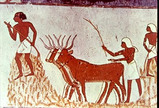 Agricultural scene, fresco in the tomb of Menna (scribe of Tutmés IV), belonging to the XVIII Dyn?