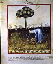 Collection of saffron, miniature in the 'Tacuinum sanitatis', illuminated manuscript of the late ?