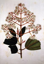 Engraving, drawing of miconia plant, made in the expedition of J.C.Mutis (1783-1810).