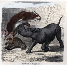 Show of fighting beasts in the Roman circus, engraving 1868.