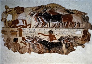 Inspection of cattle. Fresco from the tomb of Nebamun at Thebes.
