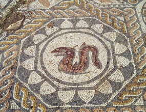 Mosaic in the Amphitheatre house representing a snake, preserved in the archaeological site of Me?