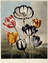 'Tulips', 1798.  Creator: Philip Reinagle.