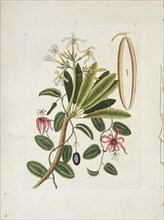 Plumeria obtusa L. (Singapore Frangipani), c1700-1740. Creator: Mark Catesby.