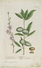 Prunus amygdalis (dulcis). (Sweet Almond), 1737. Creator: Elizabeth Blackwell.