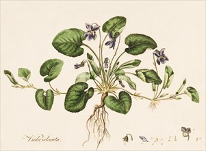 Viola odorata, (Sweet Violet), c1770-1790. Creator: William Kilburn.