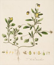 Viola tricolor, (Wild Pansy),  c1770-1790. Creator: William Kilburn.