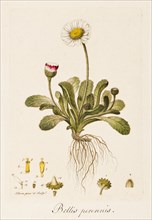 Bellis perennis, (Daisy), c1770-1790. Creator: William Kilburn.