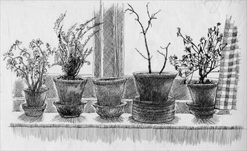 Dead plants on a windowsill, 1952. Creator: Shirley Markham.