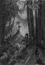 Pirate in the rainforest, 1953. Creator: Shirley Markham.