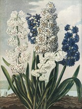 Hyacinths', 1801, (1948).