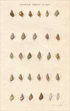British Shells', c1859.