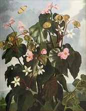 Oblique-leaved Begonia', c1800, (1948).