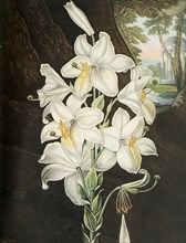 The White Lily', c1800, (1948).