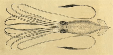 A Diagram of the Giant Squid', 1881.