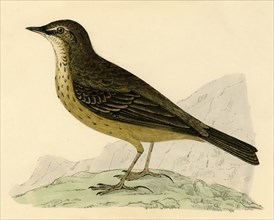Rock Pipit', late 19th century.