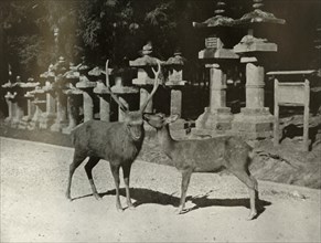 My Dear! A Study at Nara', 1910.