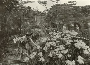 In An Iris Garden', 1910.