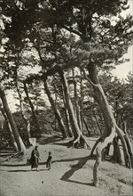 The Pines of Shizu-Ura', 1910.