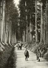 The Cryptomerias at Nikko', 1910.