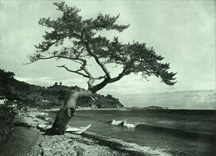 The Tree and the Wave', 1910.