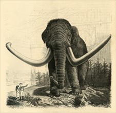 The Mammoth of St. Petersburg', 1883.