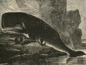 The Sperm-Whale', 1882.