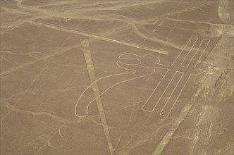 The Parrot, Nazca Lines, Ica, Peru, 2015.