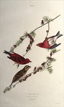 The purple finch. From "The Birds of America", 1827-1838.