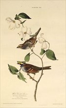 The white-throated sparrow. From "The Birds of America", 1827-1838.