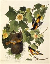 The Baltimore oriole. From "The Birds of America", 1827-1838.